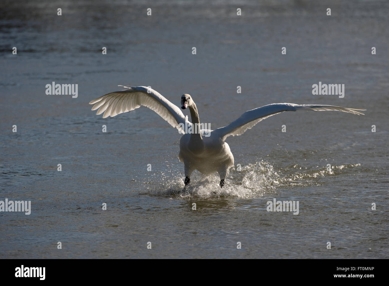 Mute Swan landing on the River Thames Stock Photo Alamy