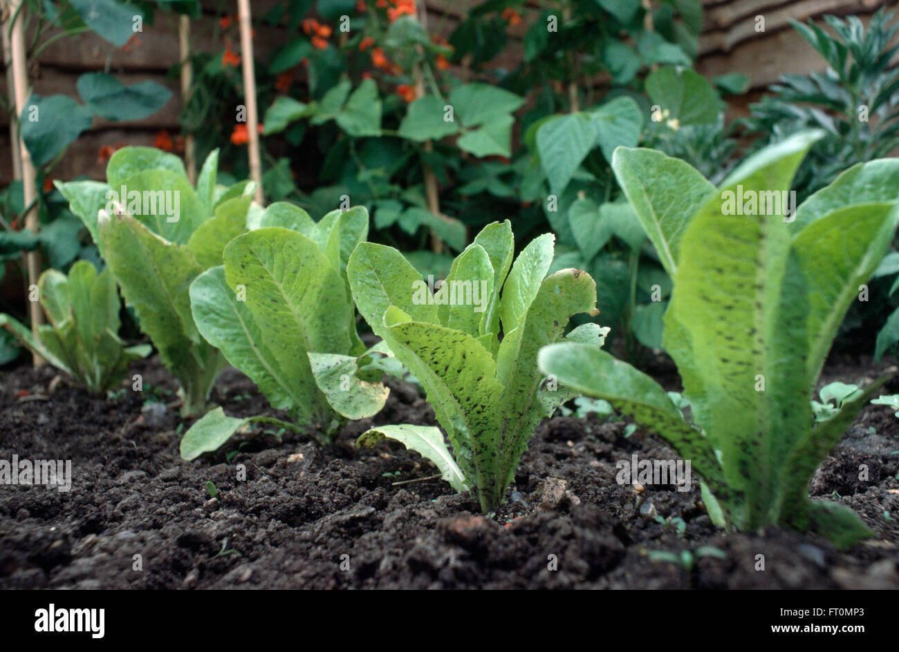 Close-up of a row of Cos lettuce Stock Photo