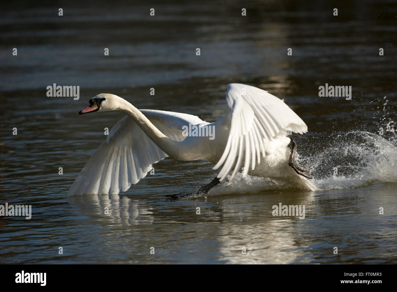 Landing of white mute swan on the river hires stock photography and