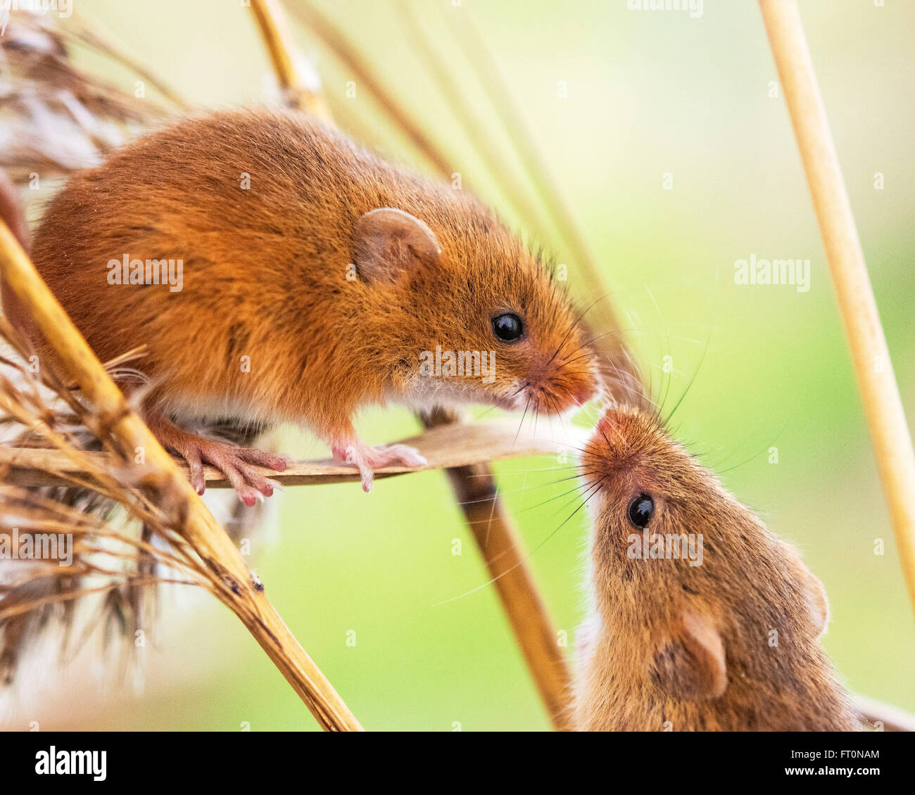 Cute couple harvest mice leaning towards each other to create contact between noses. Stock Photo