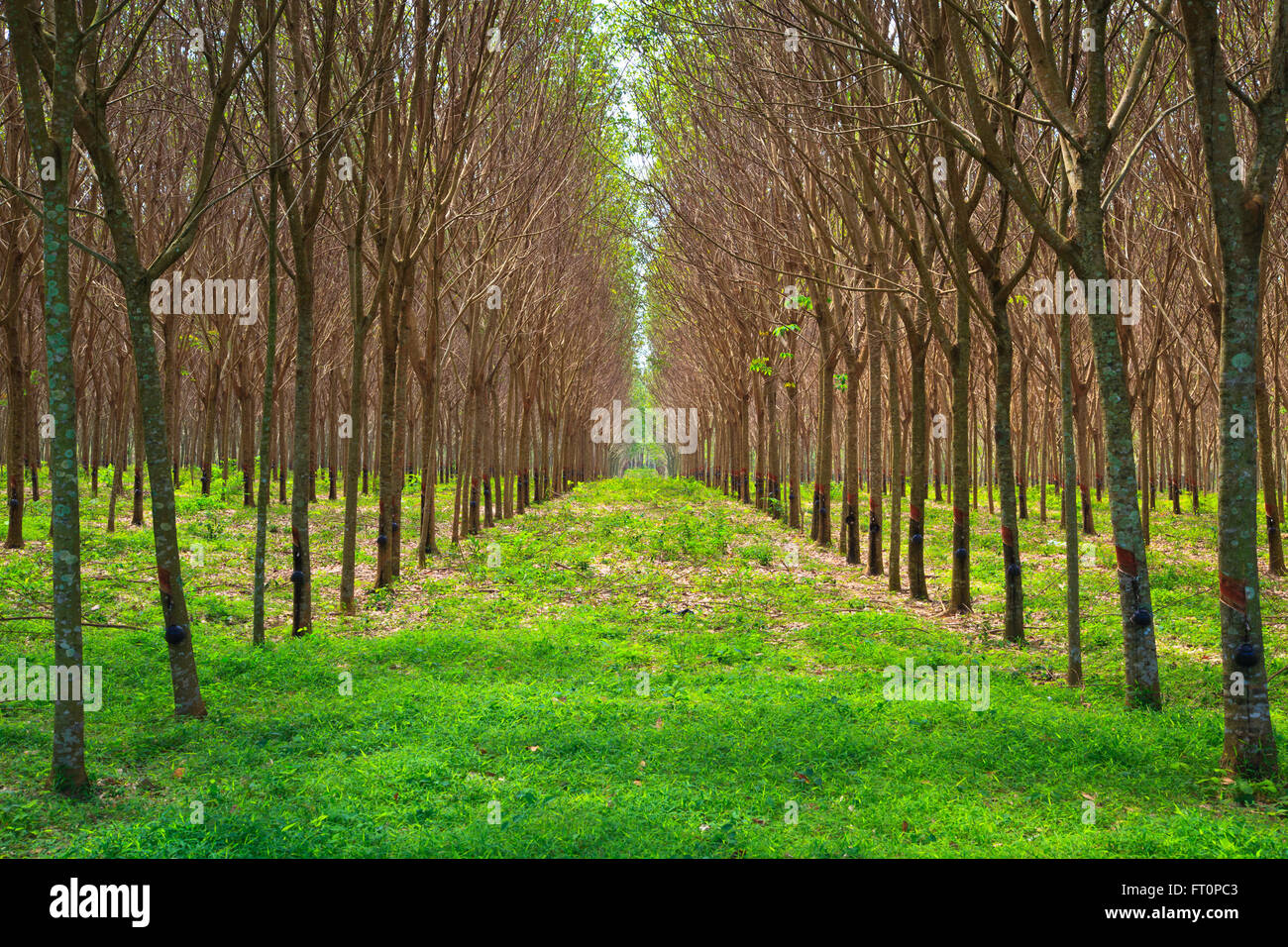 namens Verheugen Sluit een verzekering af Para rubber tree garden in south of Thailand Stock Photo - Alamy