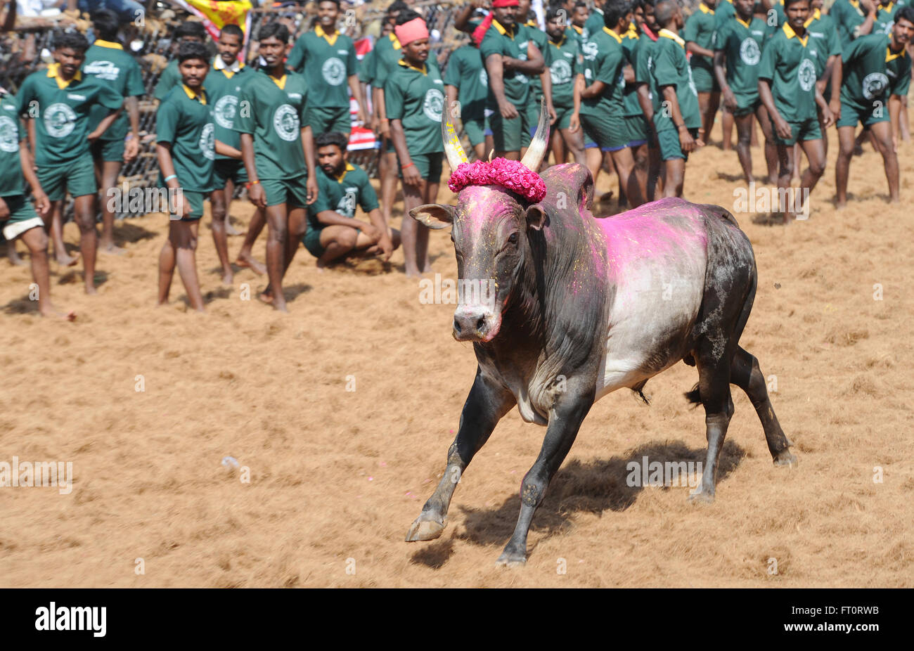 Jallikattu bull taming during Pongal festival.Madurai,Tamil Nadu,India. Indian Bull Fight is banned last year.Ferocious Bull Stock Photo