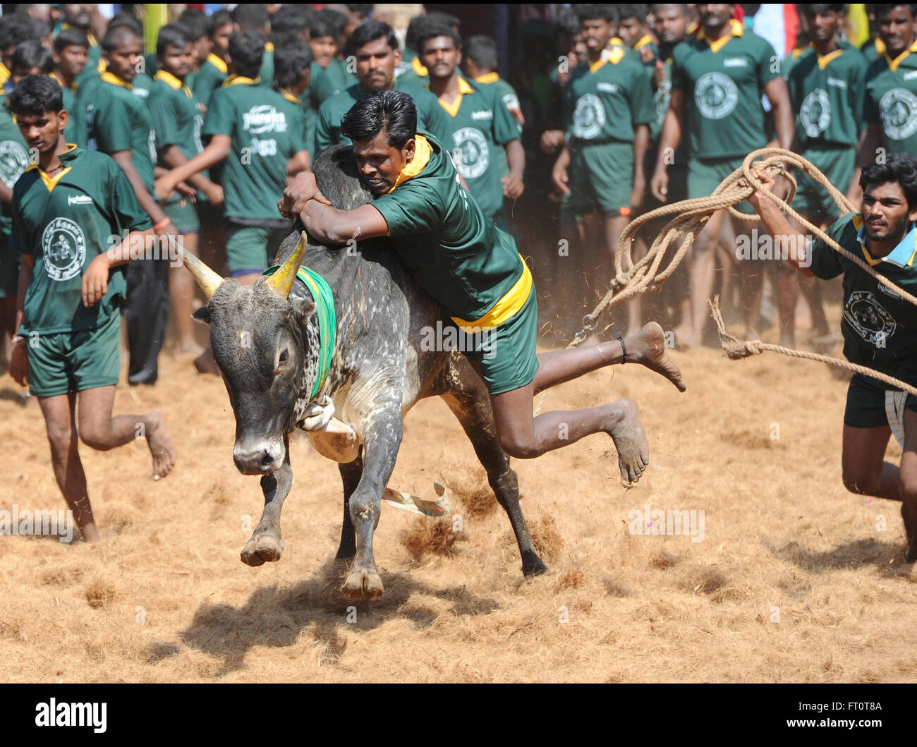 Jallikattu /taming the bull is a 2000 year old sport in Tamilnadu,India.It happens during pongal (harvest festival) celebrations Stock Photo