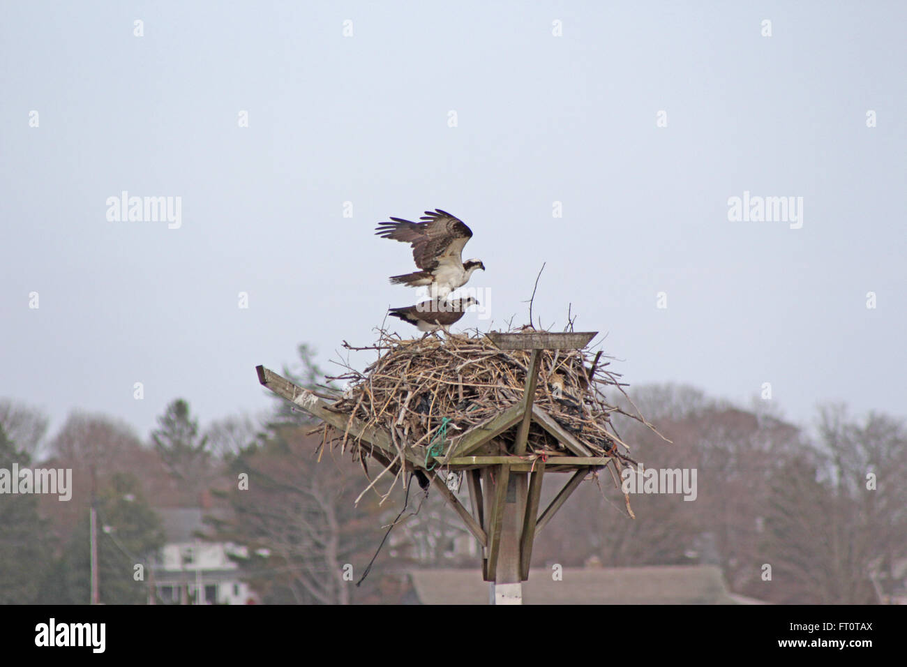 Osprey nesting hires stock photography and images Alamy