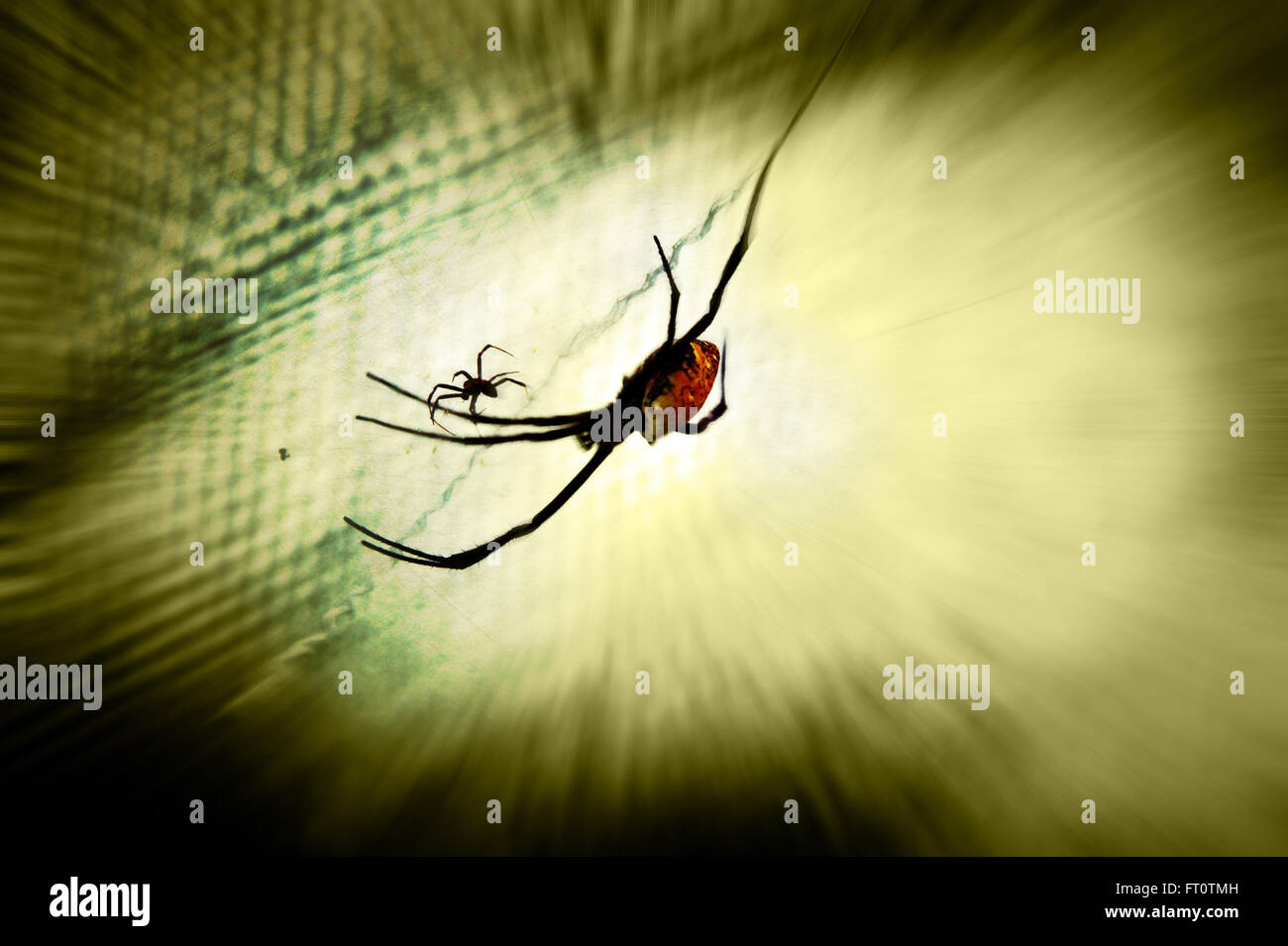 Spider at work, Siquijor Island, Philippines. Stock Photo