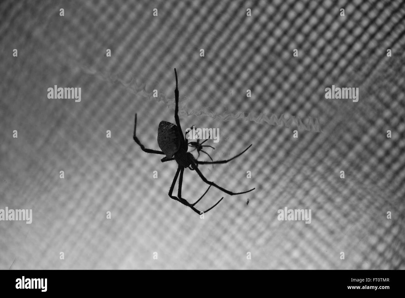 Spider at work, Siquijor Island, Philippines. Stock Photo