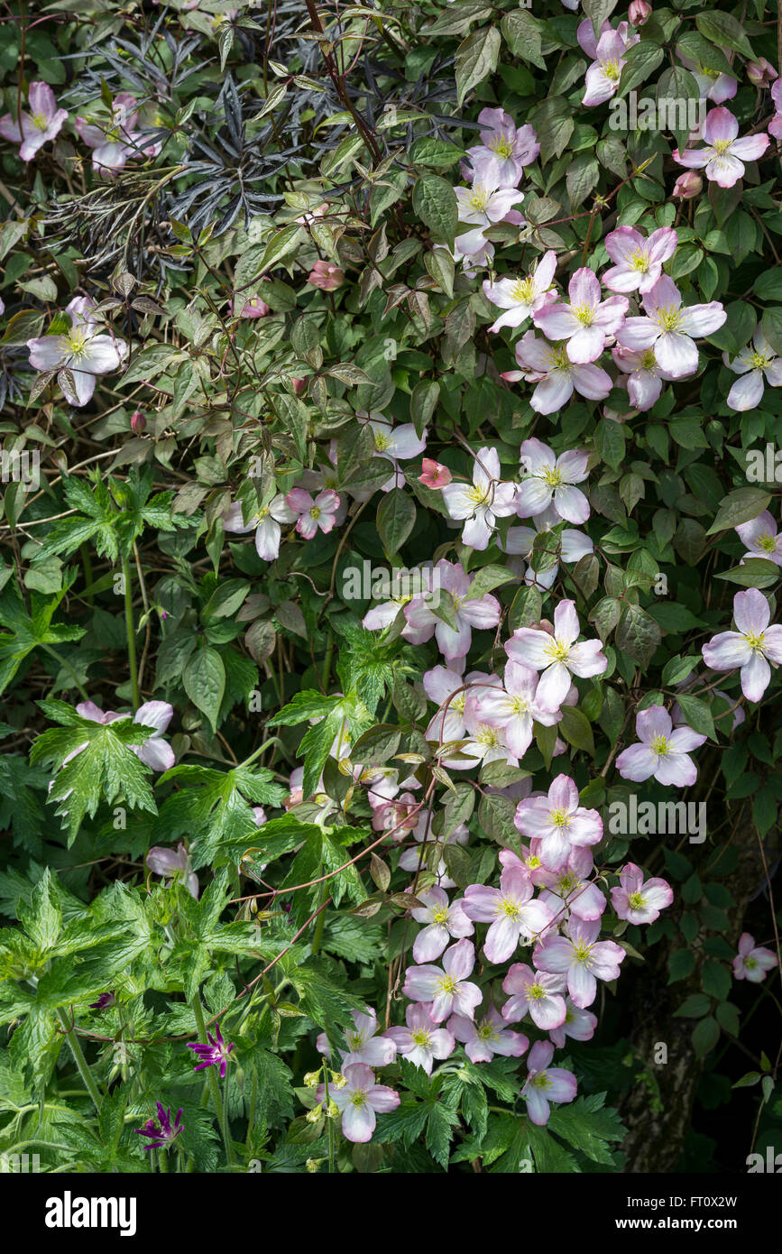 Pale pink Clematis montana with dark green foliage. Flowering in an English garden in spring. Stock Photo
