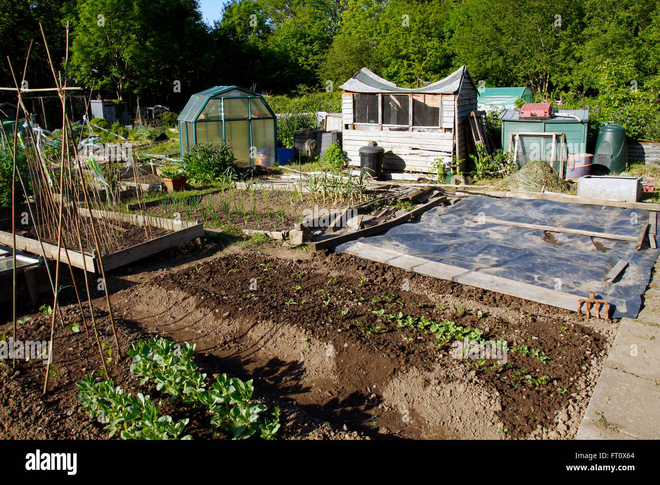 Growing food in an allotment in Summer Stock Photo