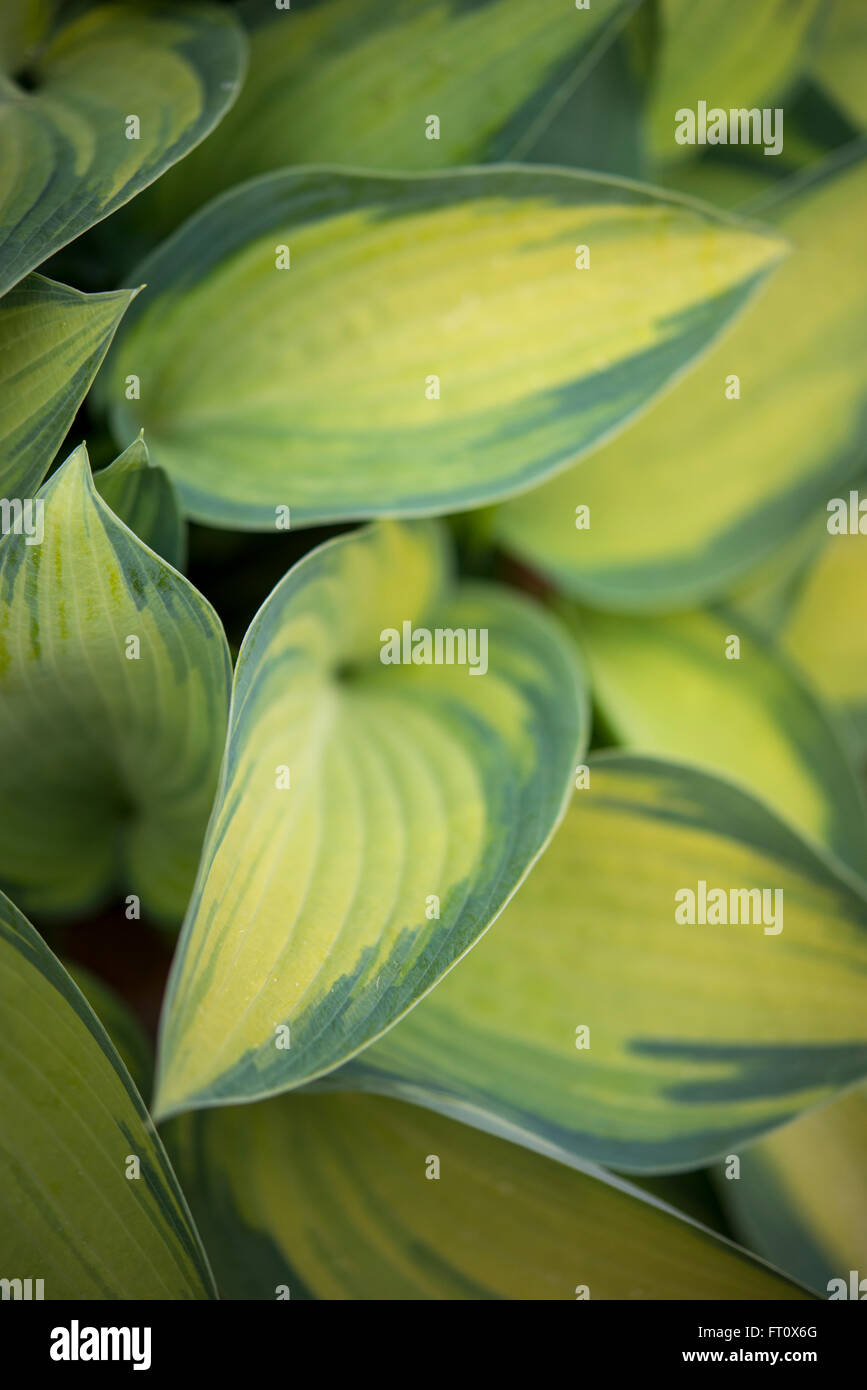 Fresh new leaves on a Hosta 'June' plant with green and yellow variegated foliage. Stock Photo