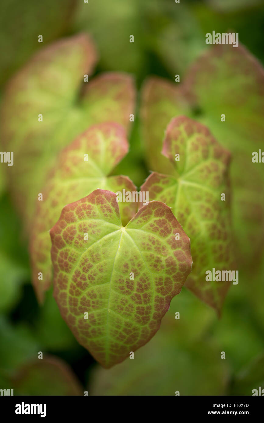 Heart shaped leaves of an Epimedium  vericolor Sulphureum plant. Stock Photo