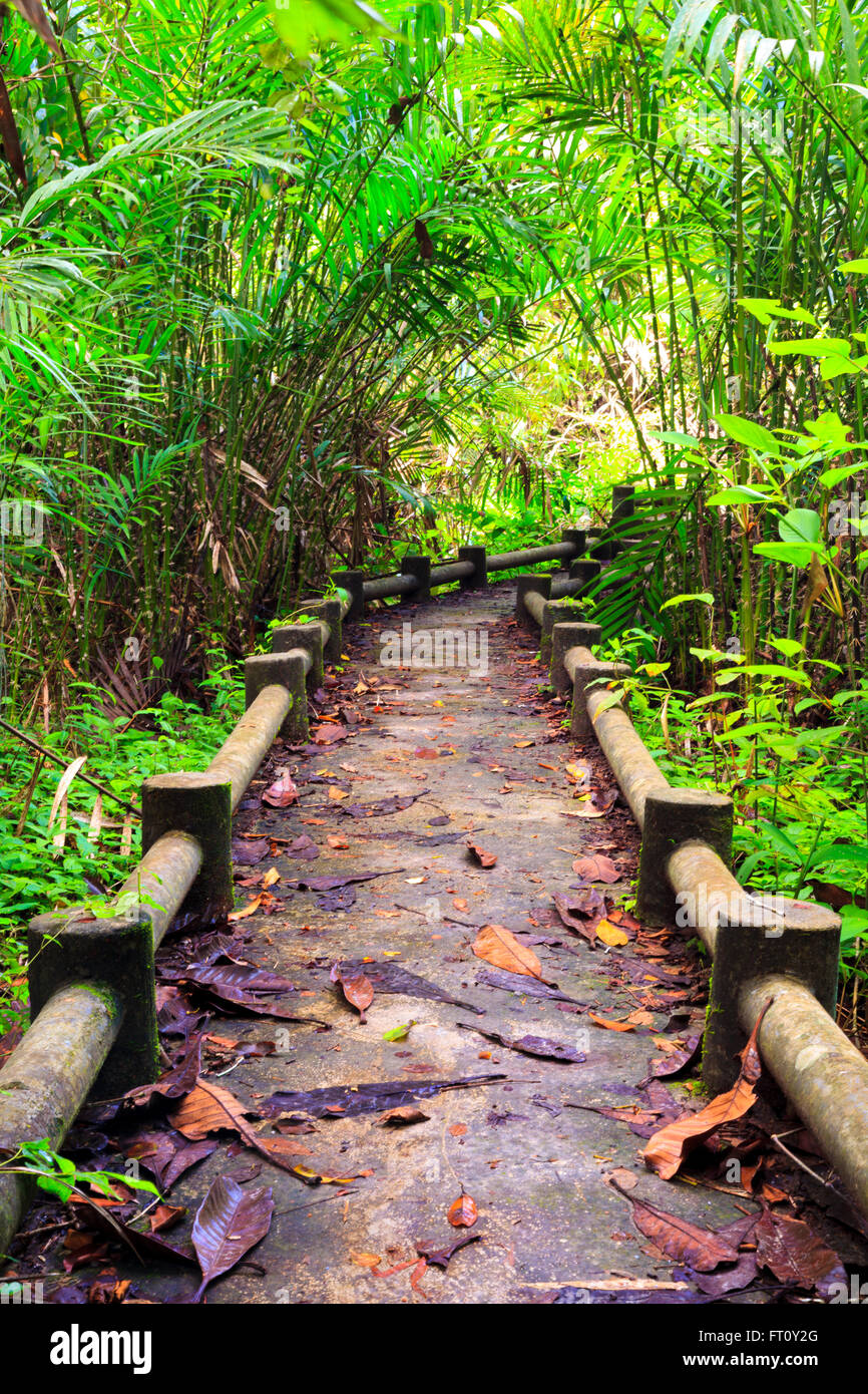 Jungle path in thailand hi-res stock photography and images - Alamy