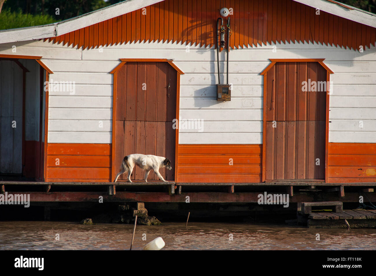 Dog walking along a porch of a wooden house at River Amazon, Manaus, Amazonas, Brazil Stock Photo