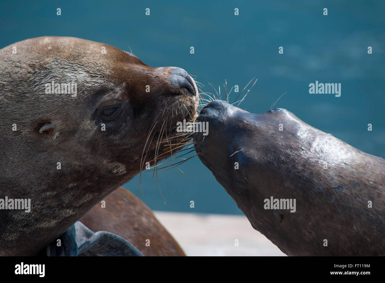 Sea lions, Iquique, Tarapaca, Chile Stock Photo