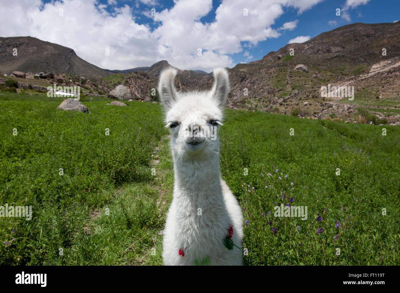 Young alpaca, Arica, Arica y Parinacota, Chile Stock Photo