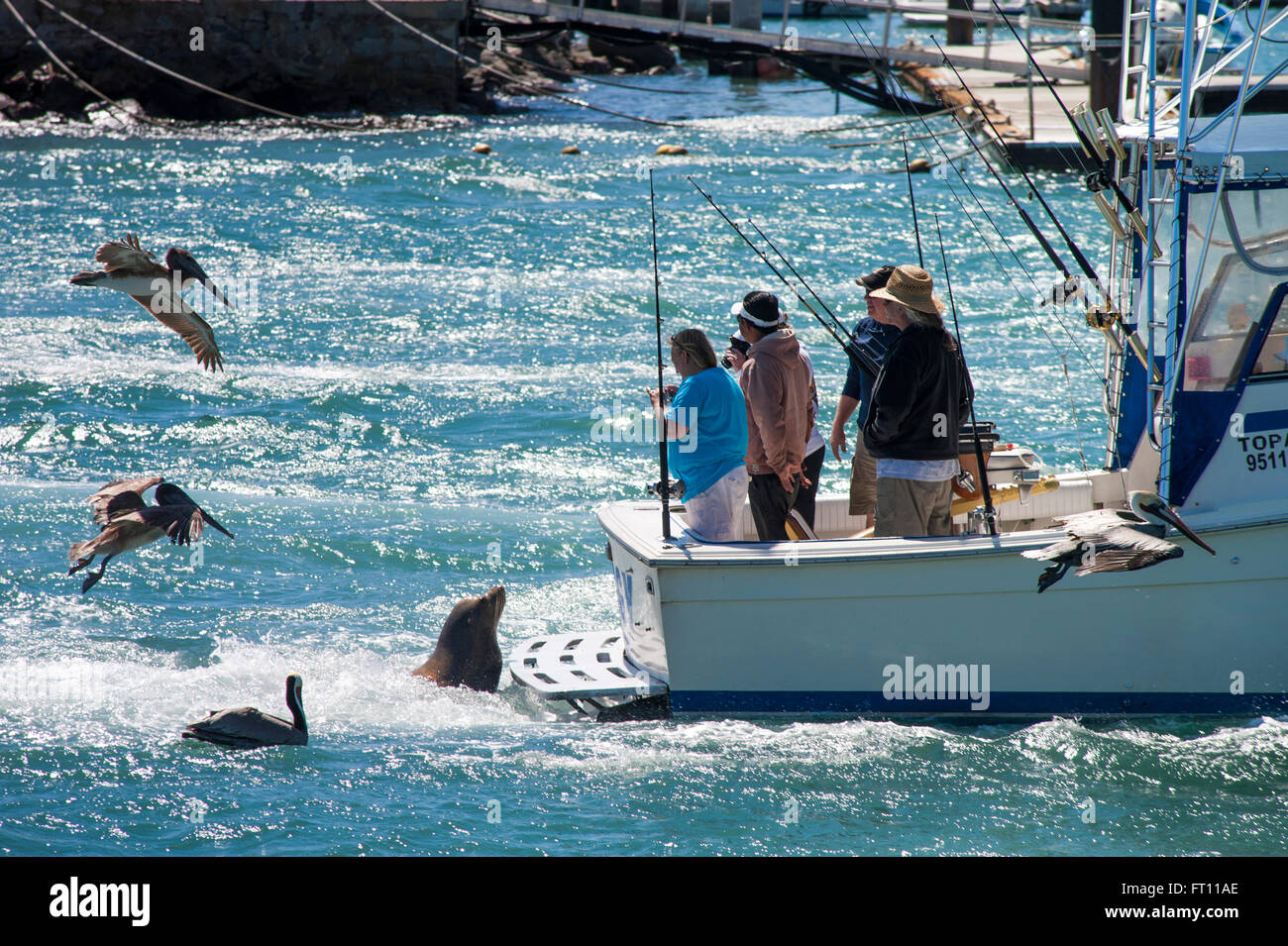 Sea lion and pelicans around a fishing boat in harbour, Cabo San Lucas, Baja California Sur, Mexico Stock Photo