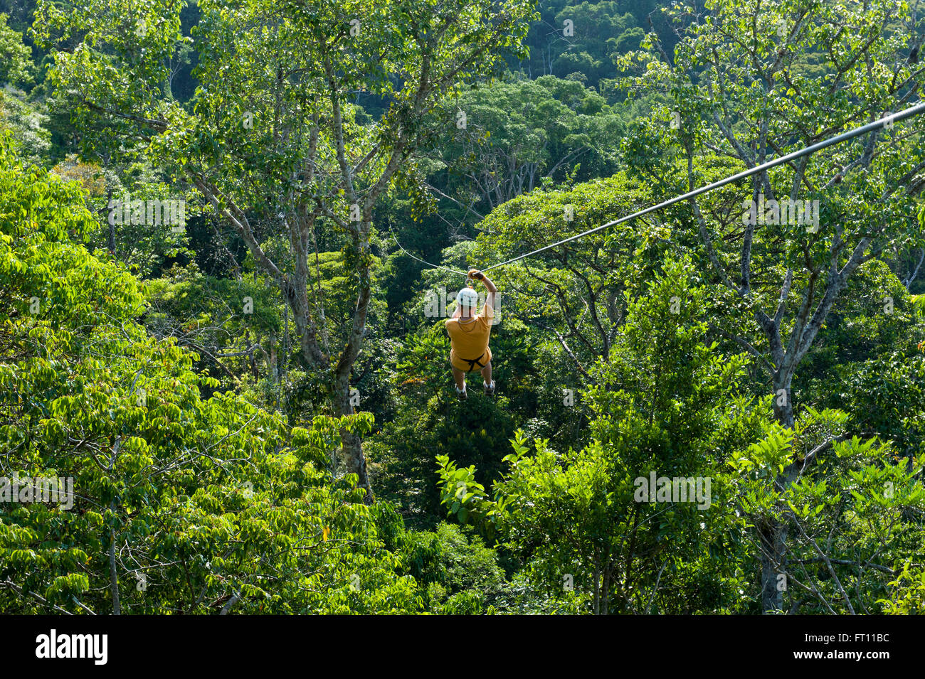 Man ziplining through rainforest canopy, Golfito, Puntarenas, Costa Rica Stock Photo