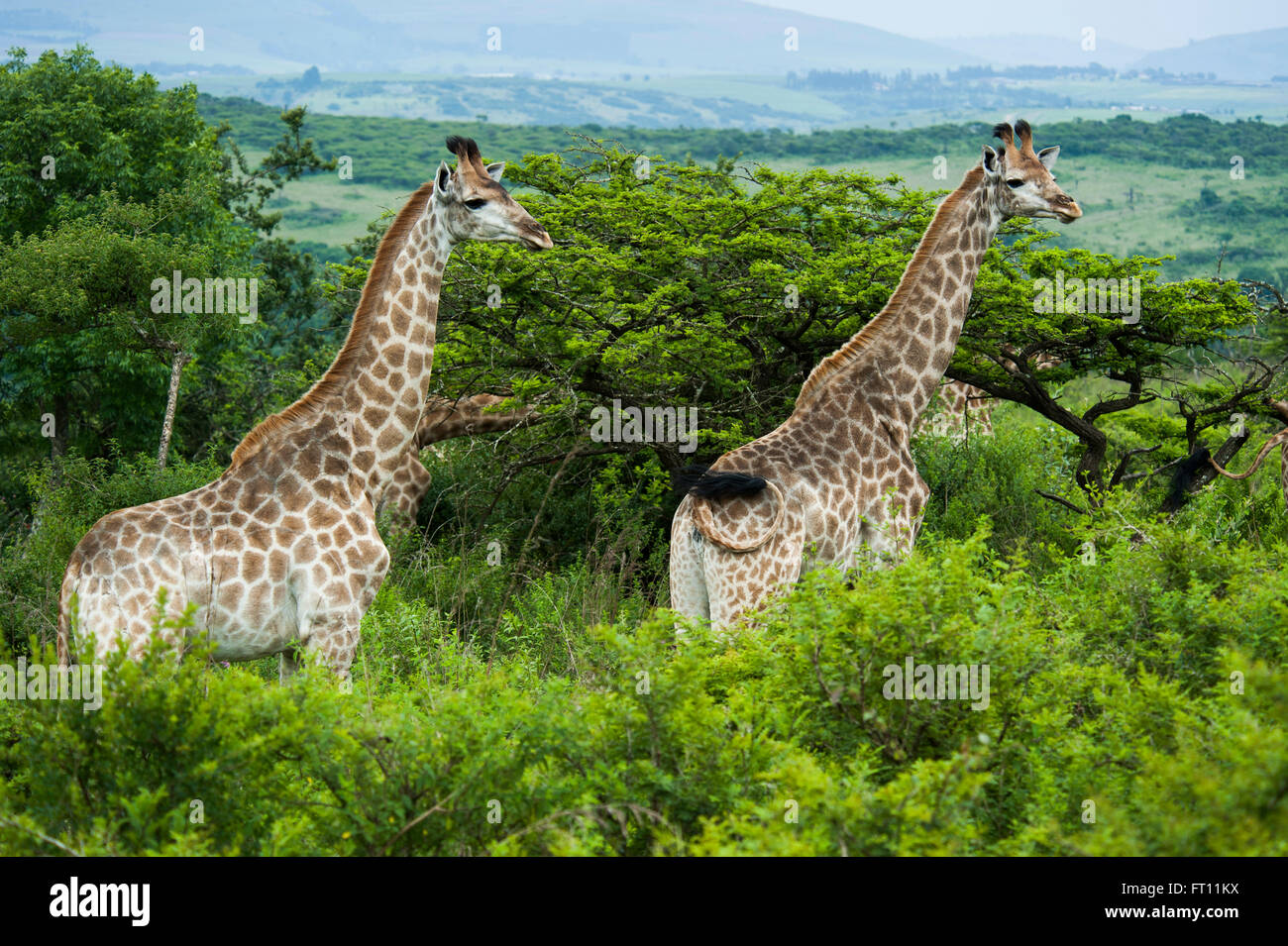 Giraffes in scrubland, game reserve near Durban, KwaZulu-Natal, South Africa Stock Photo