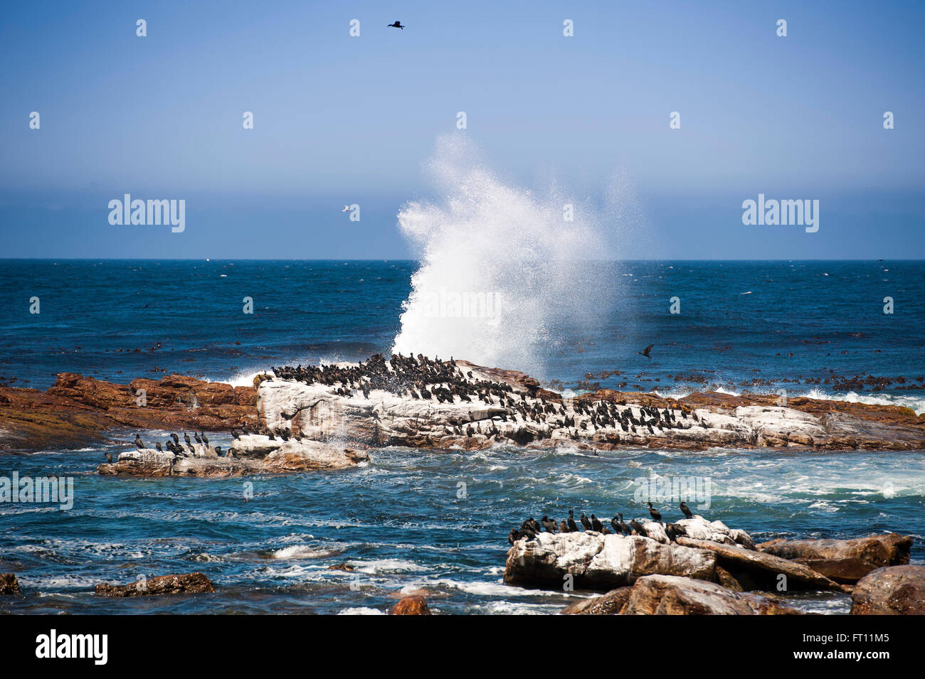 Cormorants on rocks near Cape of Good Hope, Cape Peninsula, Western Cape, South Africa Stock Photo