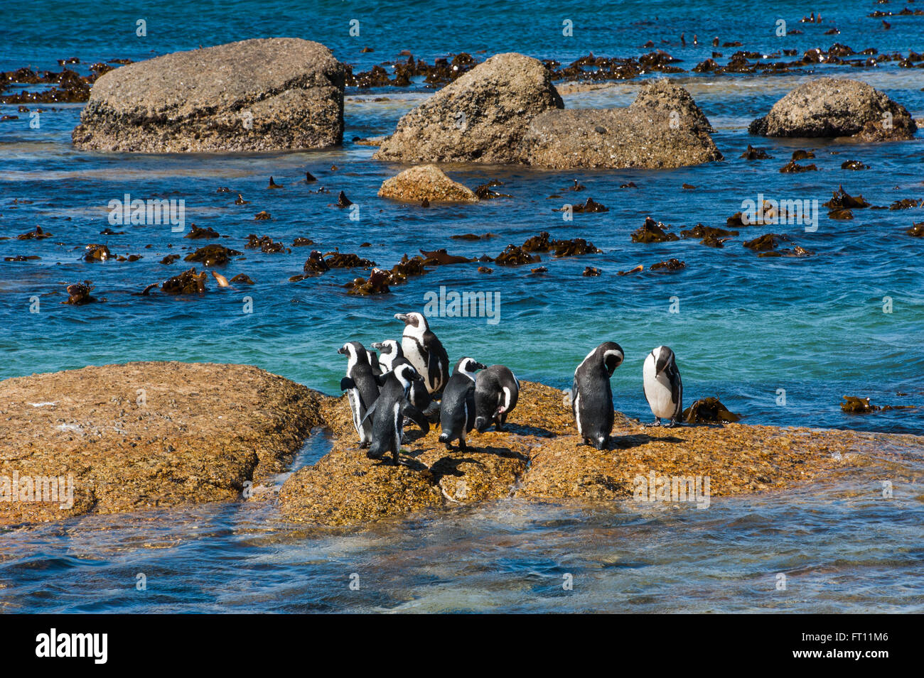 Banded penguins Spheniscus demersus at a rock, Simon's Town, Cape Town, Western Cape, South Africa Stock Photo