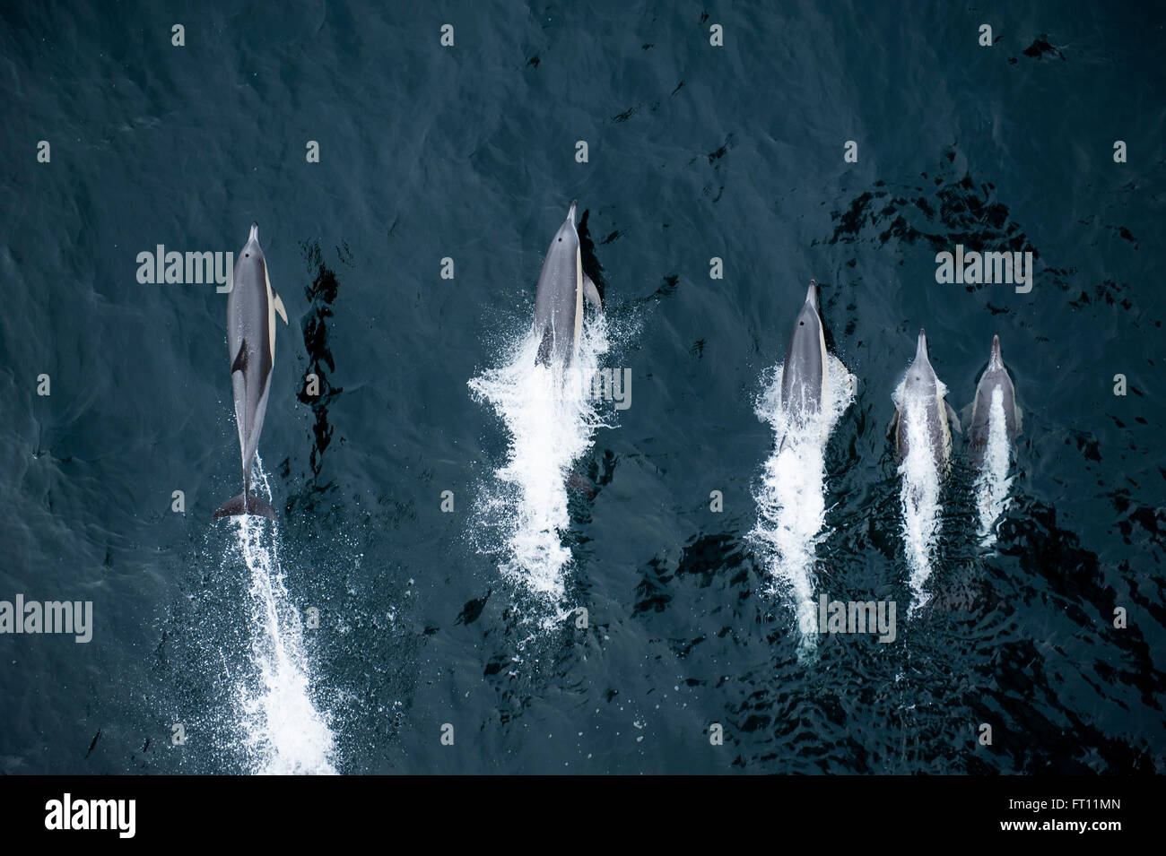 Five dolphins swimming in Atlantic Ocean, near Argentina Stock Photo