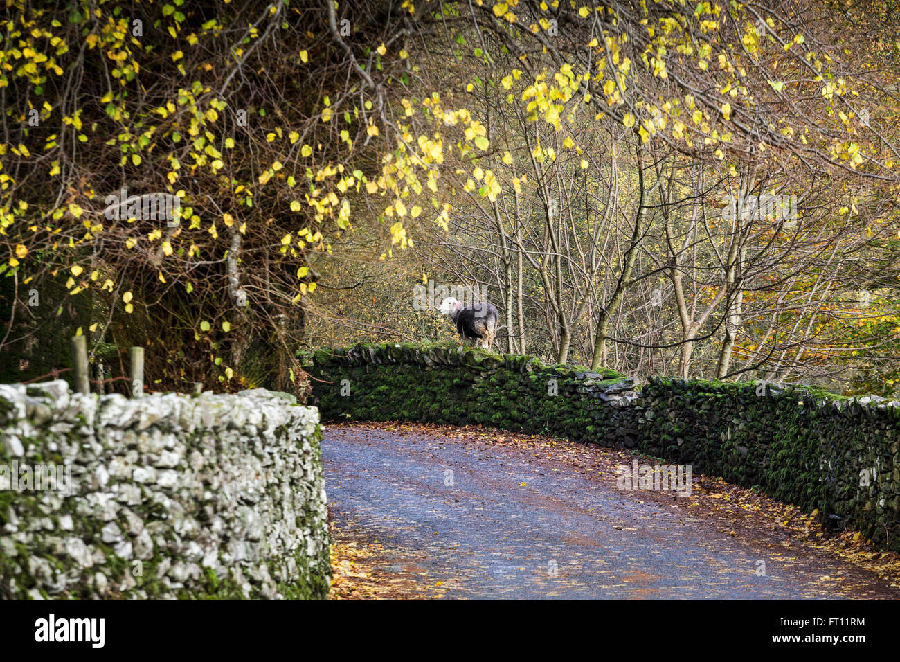 A sheep on top of a dry stone wall, Red Bank, Grasmere, Lake District, Cumbria, England UK Stock Photo