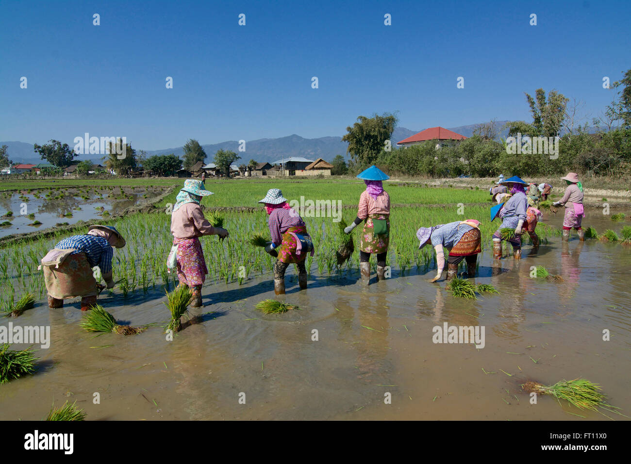 Women working in the rice paddy fields near Kyaing Tong, Kentung, Shan State, Myanmar, Burma Stock Photo