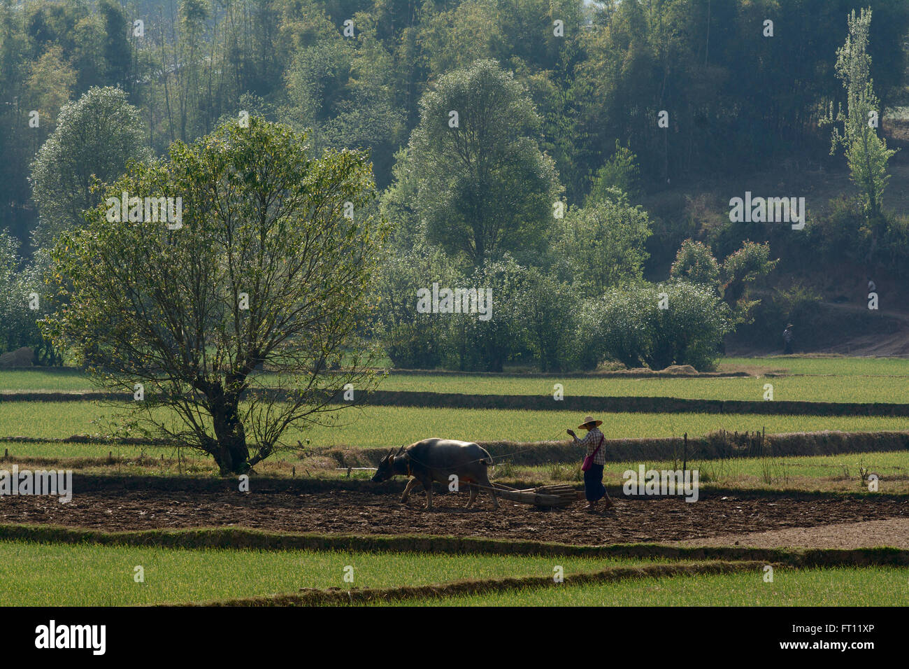 Trekking from Kalaw to Inle Lake, man ploughing his field with a waterbuffalo, Danu village, Shan State, Myanmar, Burma Stock Photo