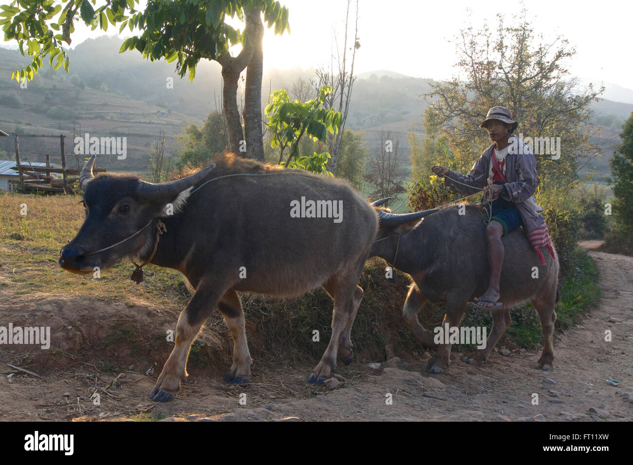 Trekking from Kalaw to Inle Lake, man riding on a water buffalo on his way back home to his Danu village, Shan State, Myanmar, Burma Stock Photo