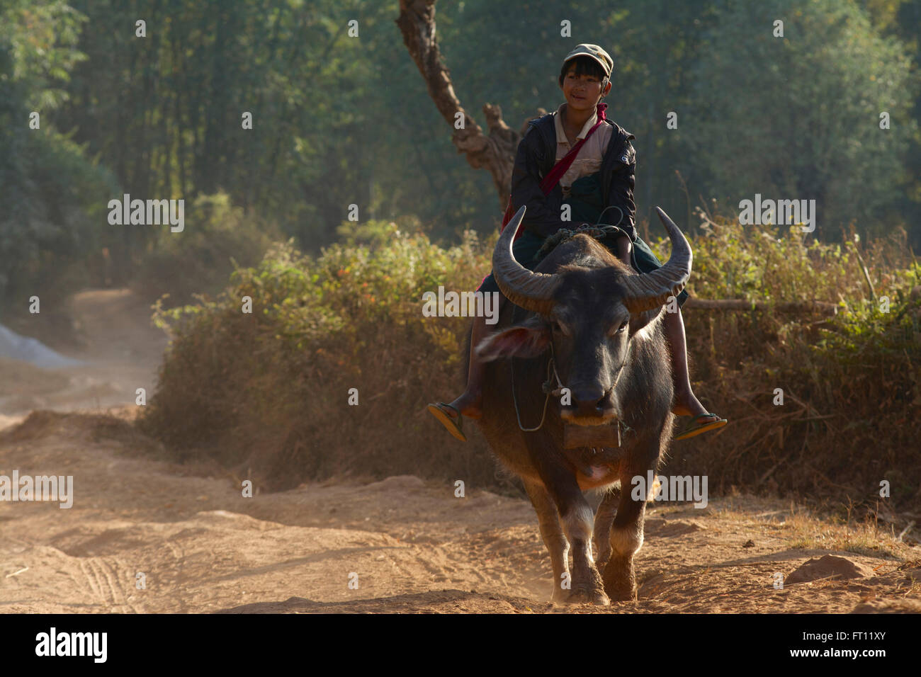 Trekking from Kalaw to Inle Lake, boy riding on a waterbuffalo, evening in a Danu village at the half way stage, Shan State, Myanmar, Burma Stock Photo