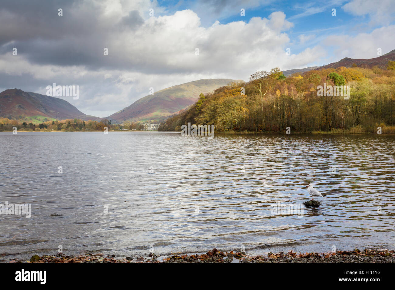 Grasmere Lake, Grasmere, Lake District, Cumbria, England UK Stock Photo