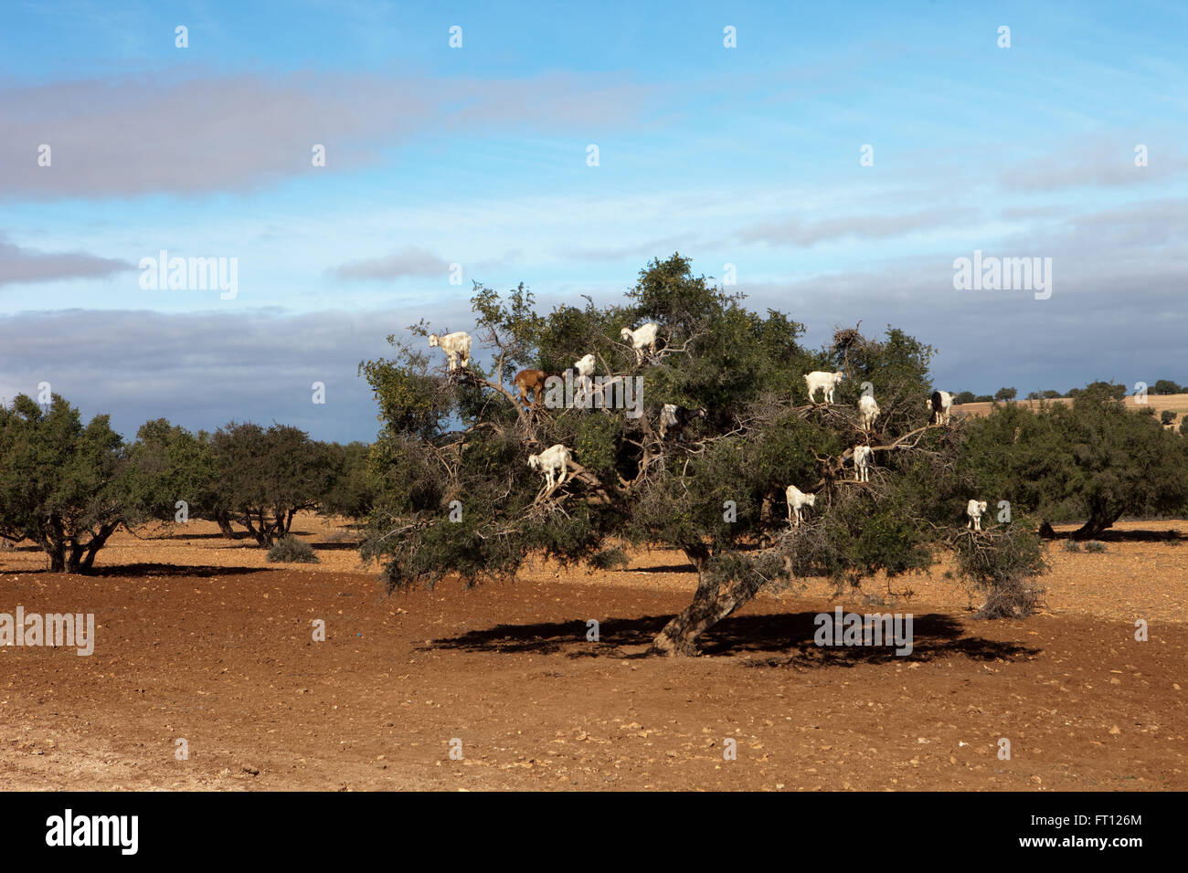 Herd of goats in an argan tree, Essaouira, Morocco Stock Photo