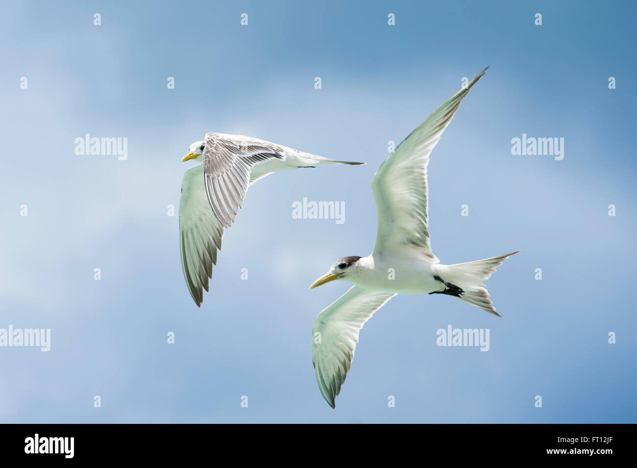 Two Sea Terns flying close together, Mataiva, Tuamotu Islands, French Polynesia, South Pacific Stock Photo