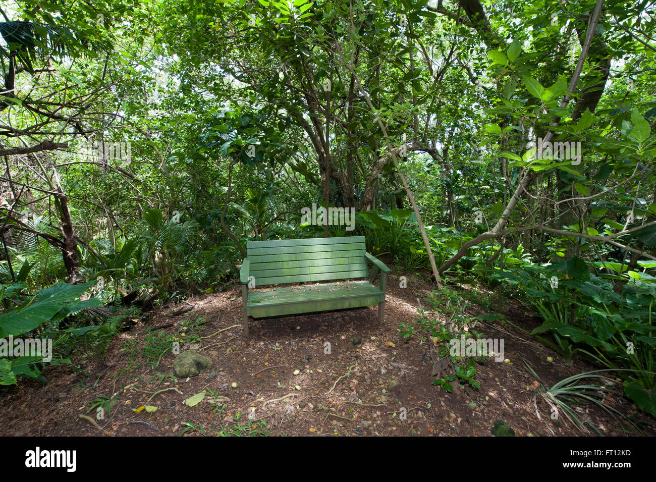 Green bench in a tropical forest, Pitcairn, Pitcairn Group of Islands, British Overseas Territory, South Pacific Stock Photo