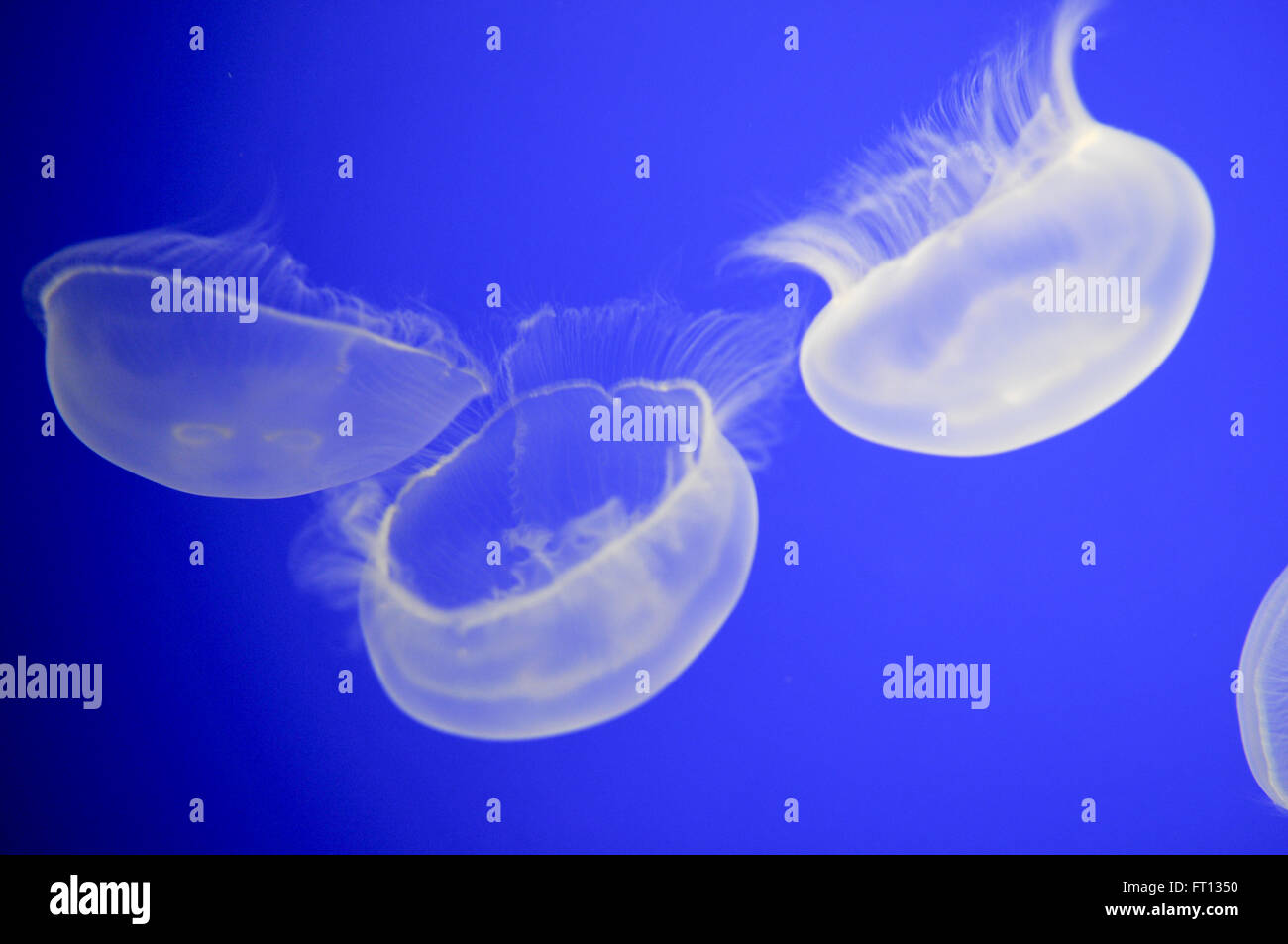 White Jellyfish swimming in blue water at the aquarium Stock Photo - Alamy