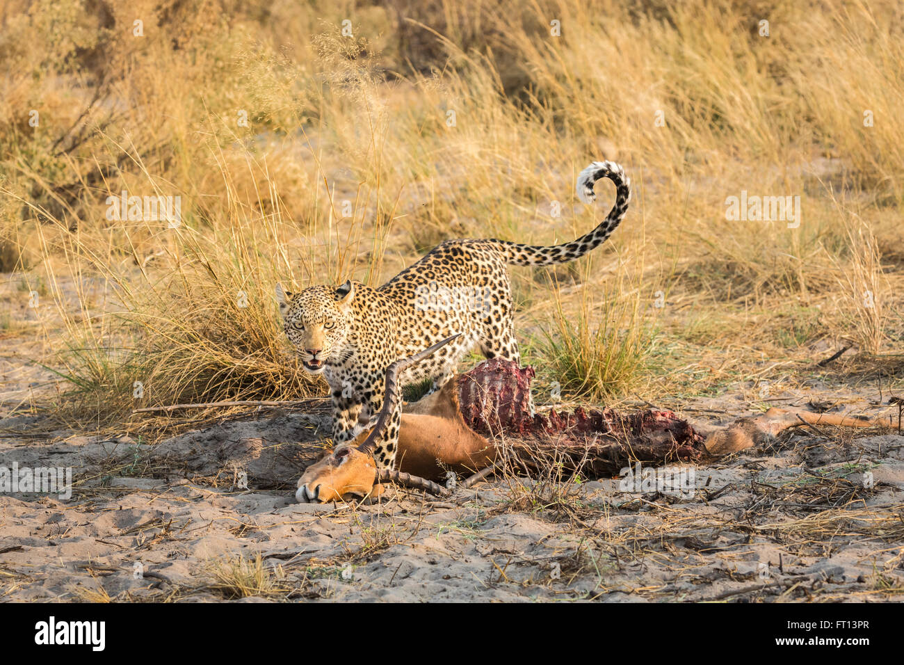 Leopard (Panthera pardus) with its prey, a male impala, Sandibe Camp, by the Moremi Game Reserve, Okavango Delta, Kalahari, Botswana, southern Africa Stock Photo