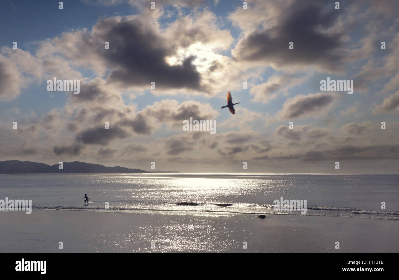 Cormorant flying over a beach at sunset with a boy playing in the water, Batan Island, Batanes, Philippines, Asia Stock Photo