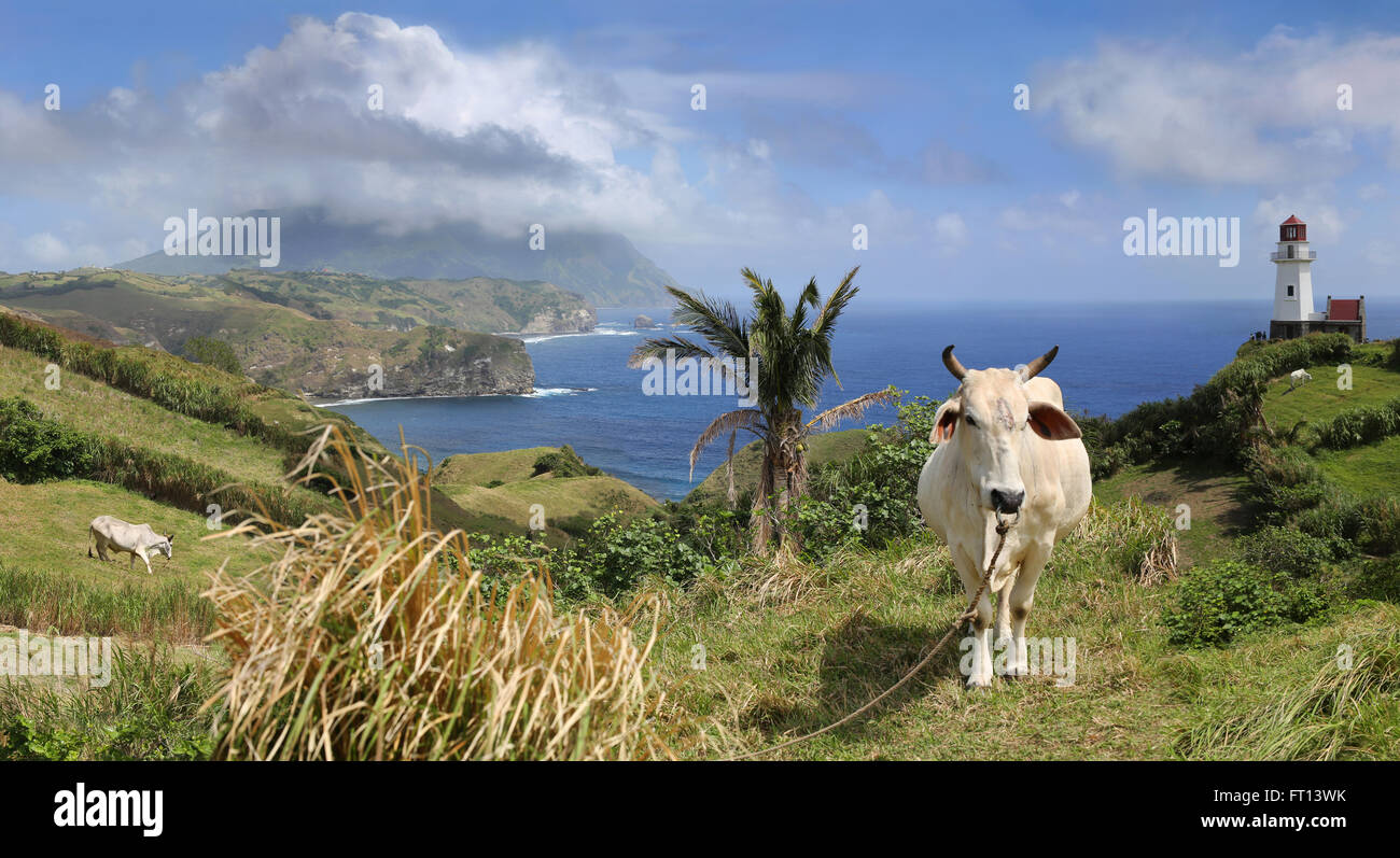 Cow in Marlboro Hills in Batanes, Batan Island, Batanes, Philippines, Asia Stock Photo