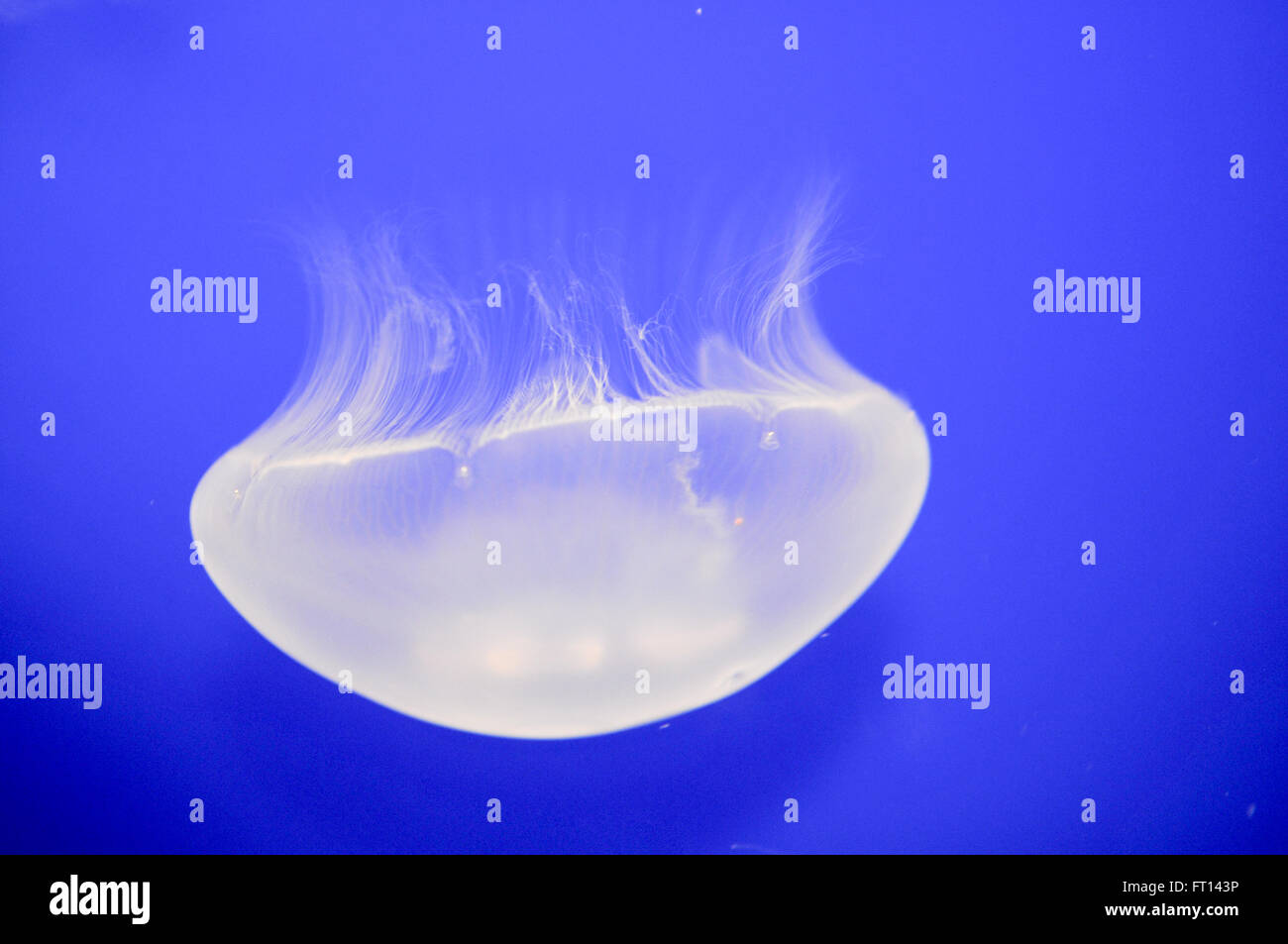 White Jellyfish swimming in blue water at the aquarium Stock Photo - Alamy