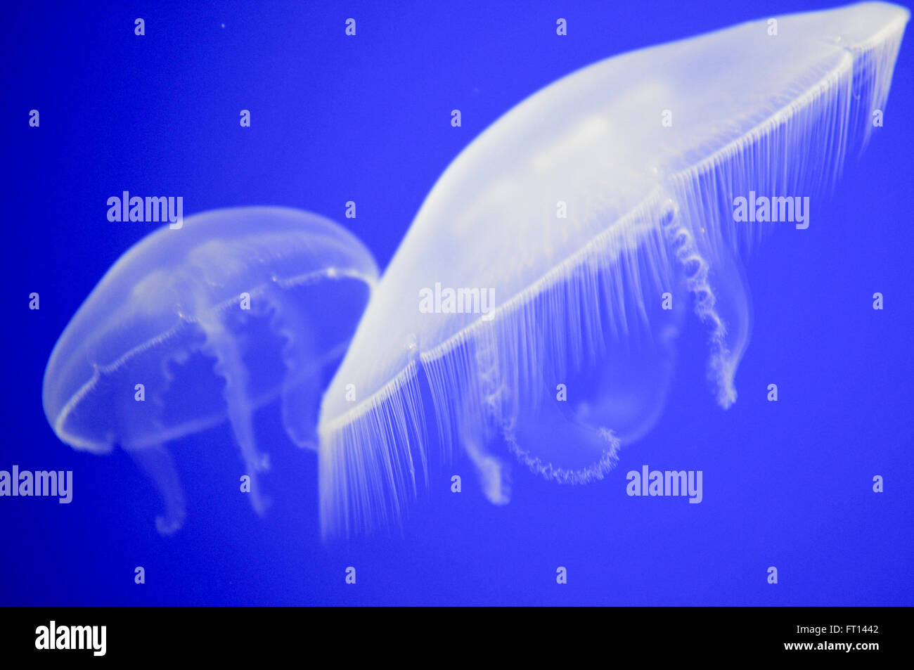White Jellyfish swimming in blue water at the aquarium Stock Photo - Alamy