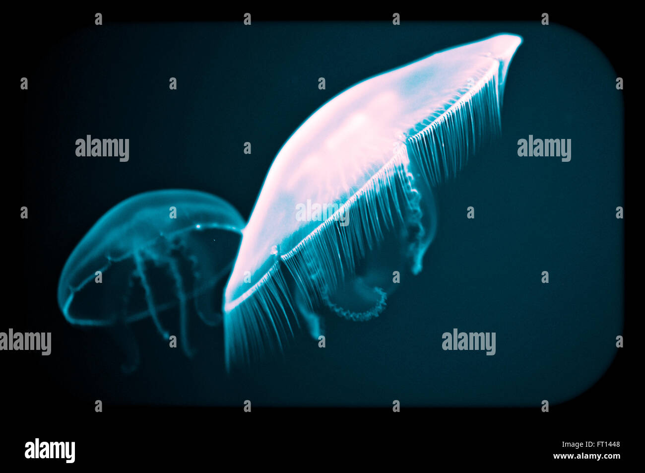 White Jellyfish swimming in blue water at the aquarium Stock Photo - Alamy