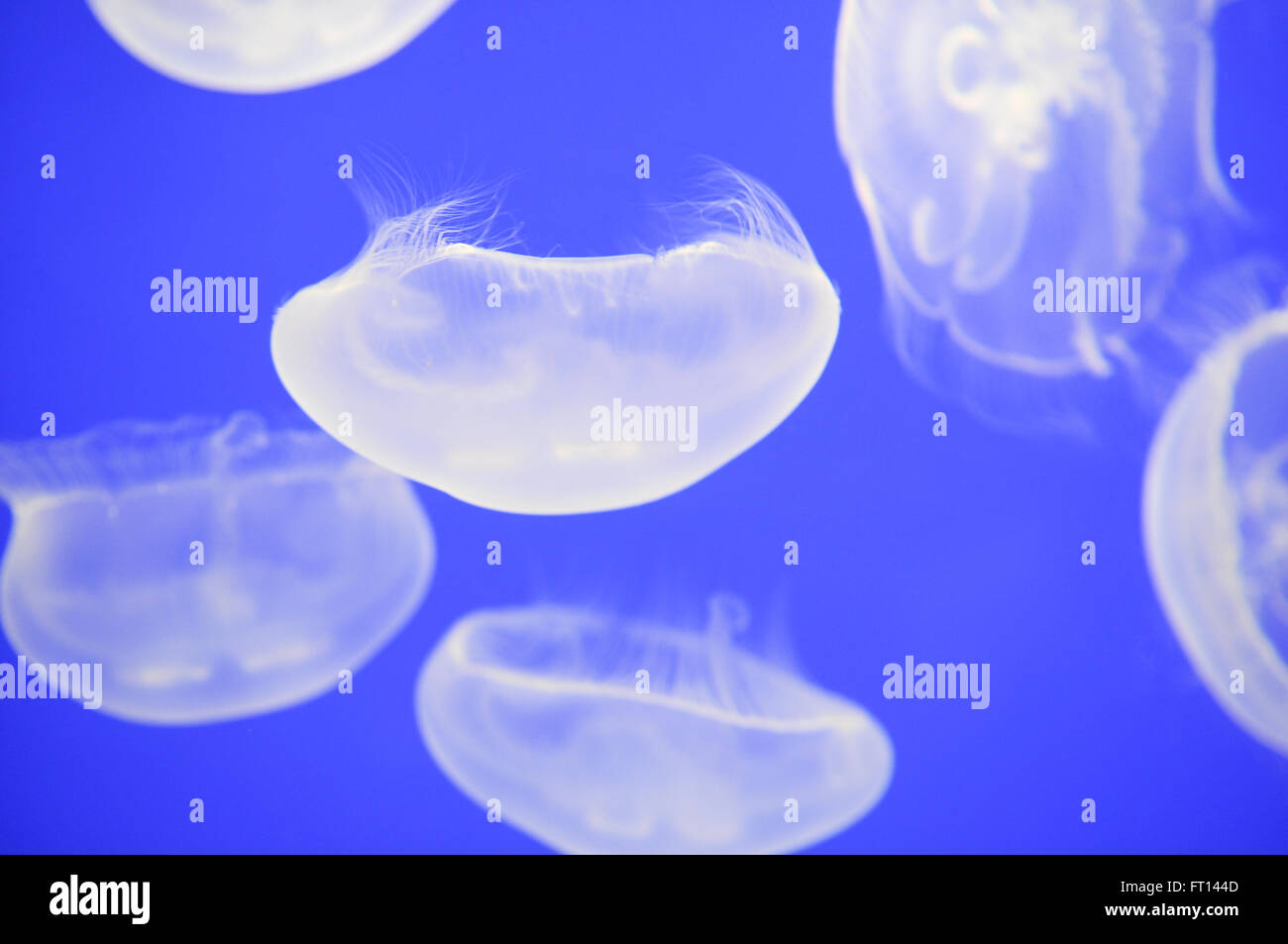 White Jellyfish swimming in blue water at the aquarium Stock Photo - Alamy