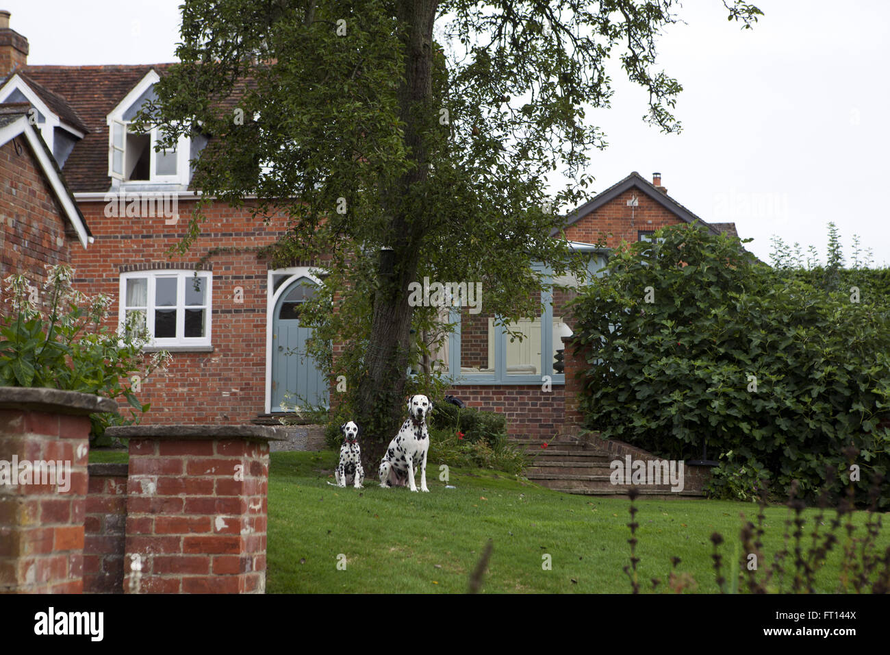 Dalmations in an English garden, Rockwood, Newbury, West Berkshire, England, United Kingdom Stock Photo