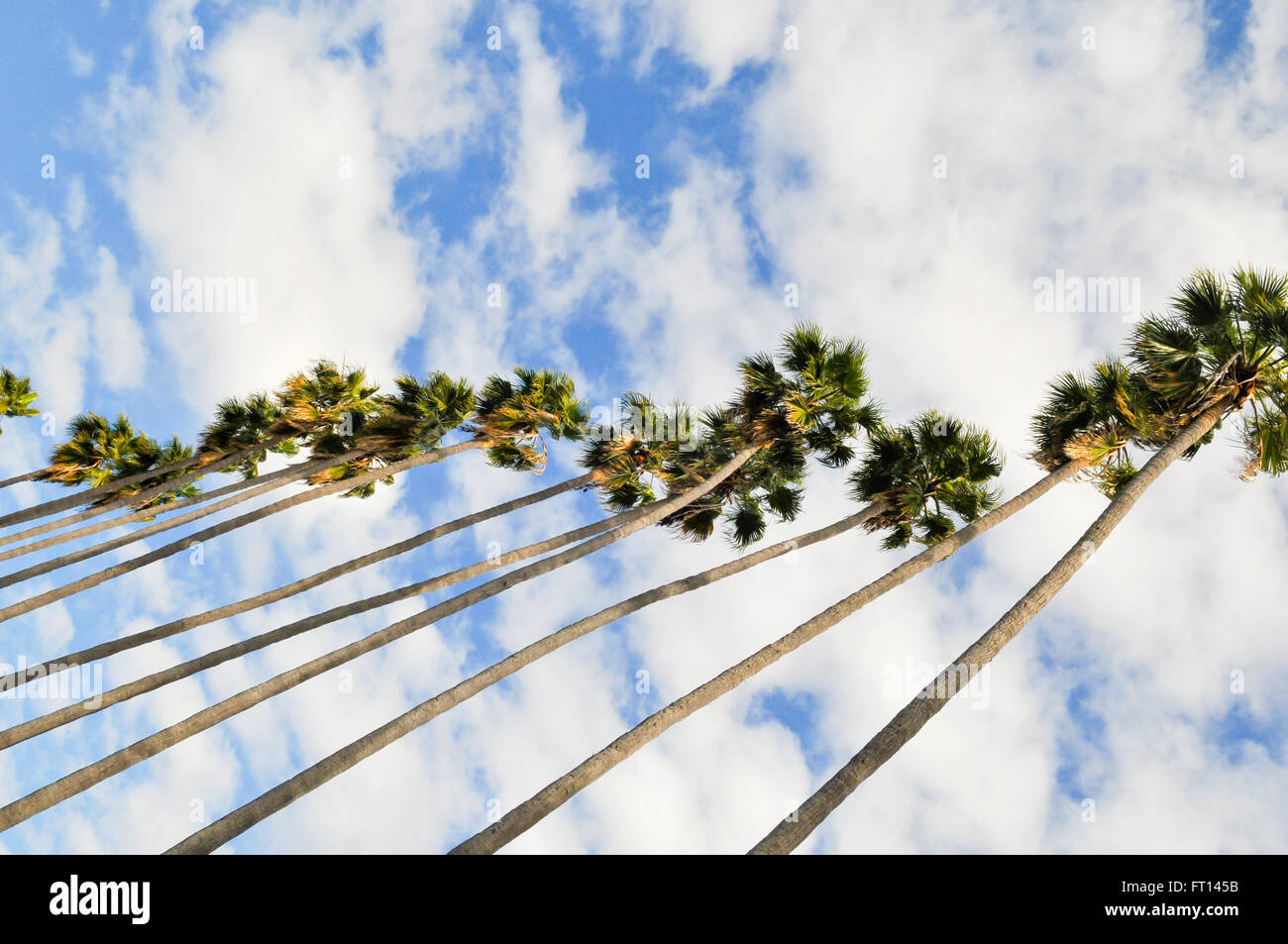 A row of very tall palm trees viewed from directly below Stock Photo