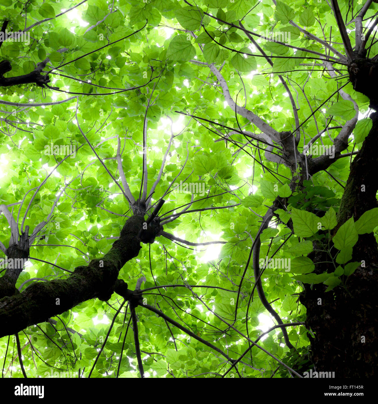 Beautiful green leaves and bright sunlight Stock Photo - Alamy