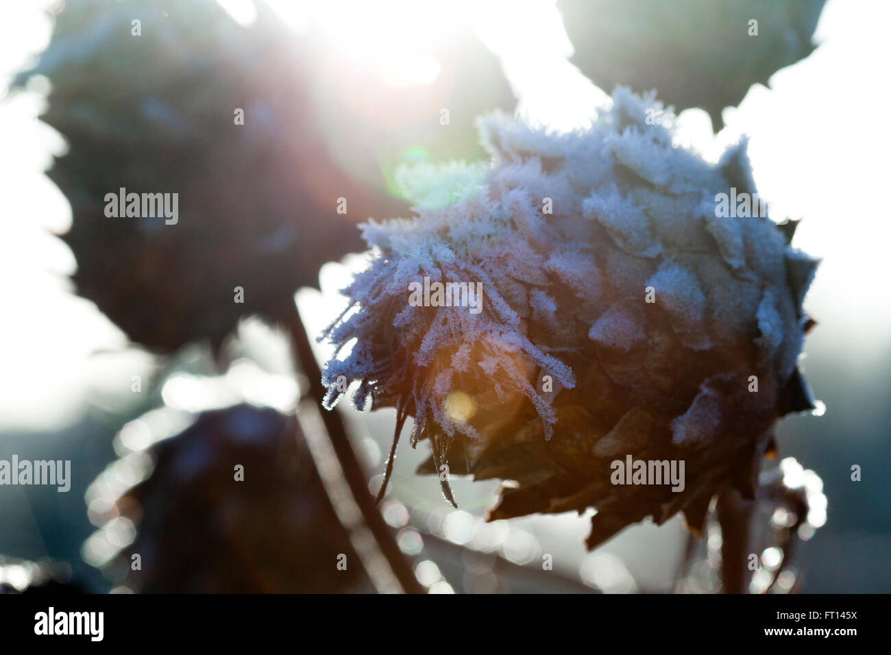 A cardoon plant dead and covered in early mornign frost crystals that coats the artichoke like heads. Stock Photo