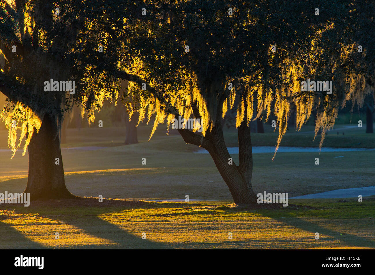Late afternoon sun shinning though Spanish Moss covered trees Stock Photo