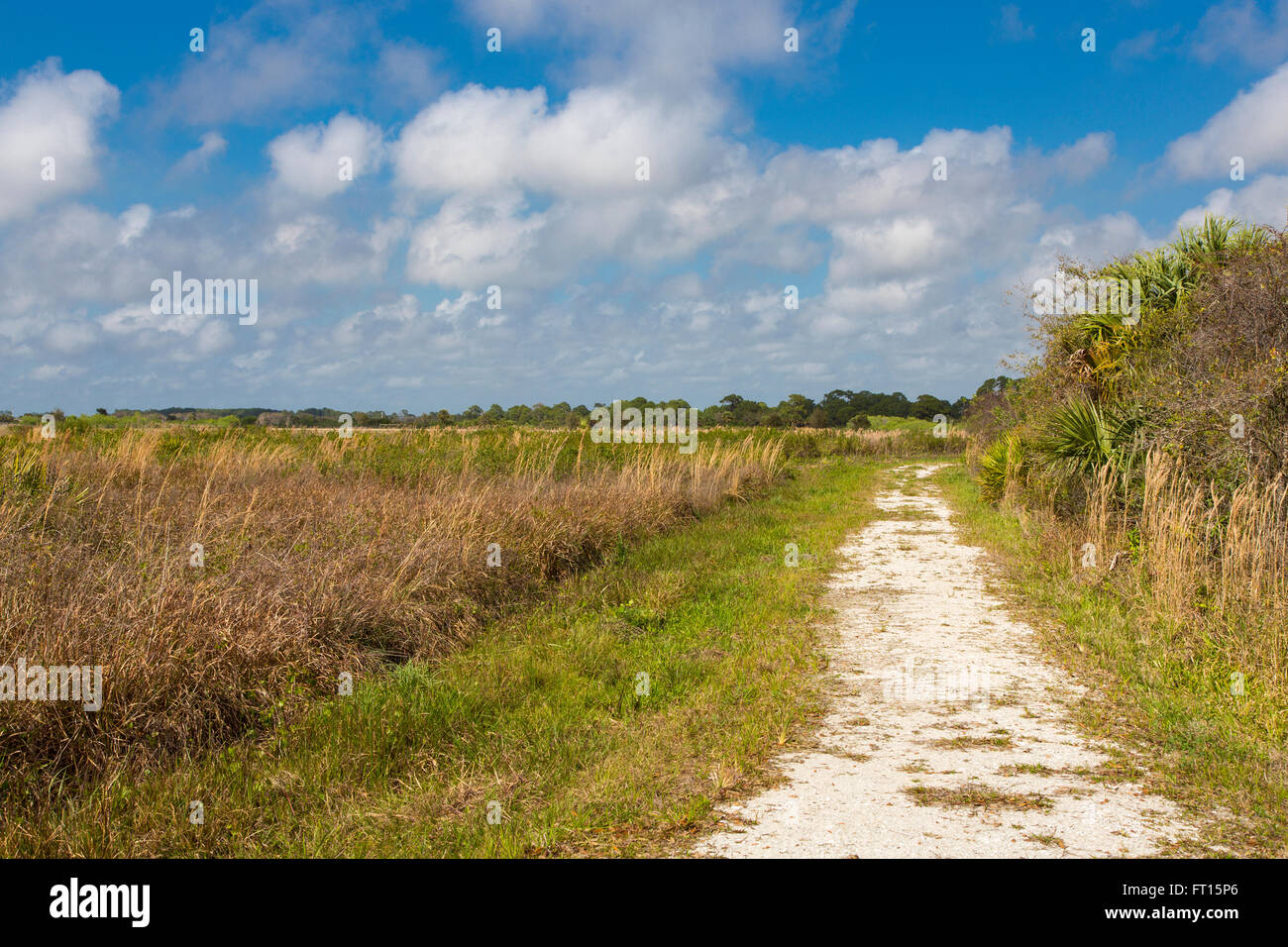 Walking trail in Scherer Thaxton Preserve in Sarasota County in Nokomis ...