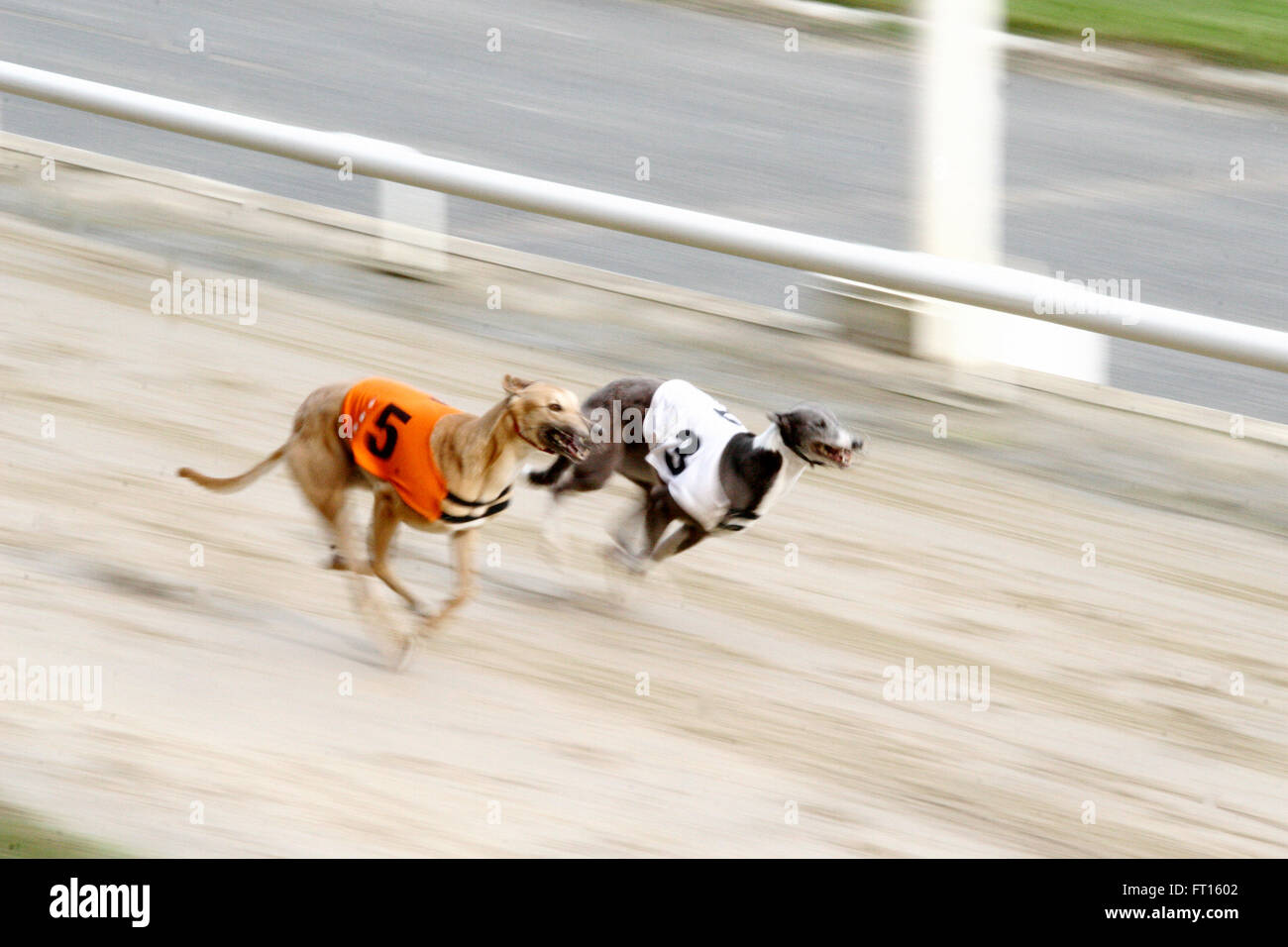 motion blur photo of two greyhounds racing at Walthamstow Stadium, London Stock Photo