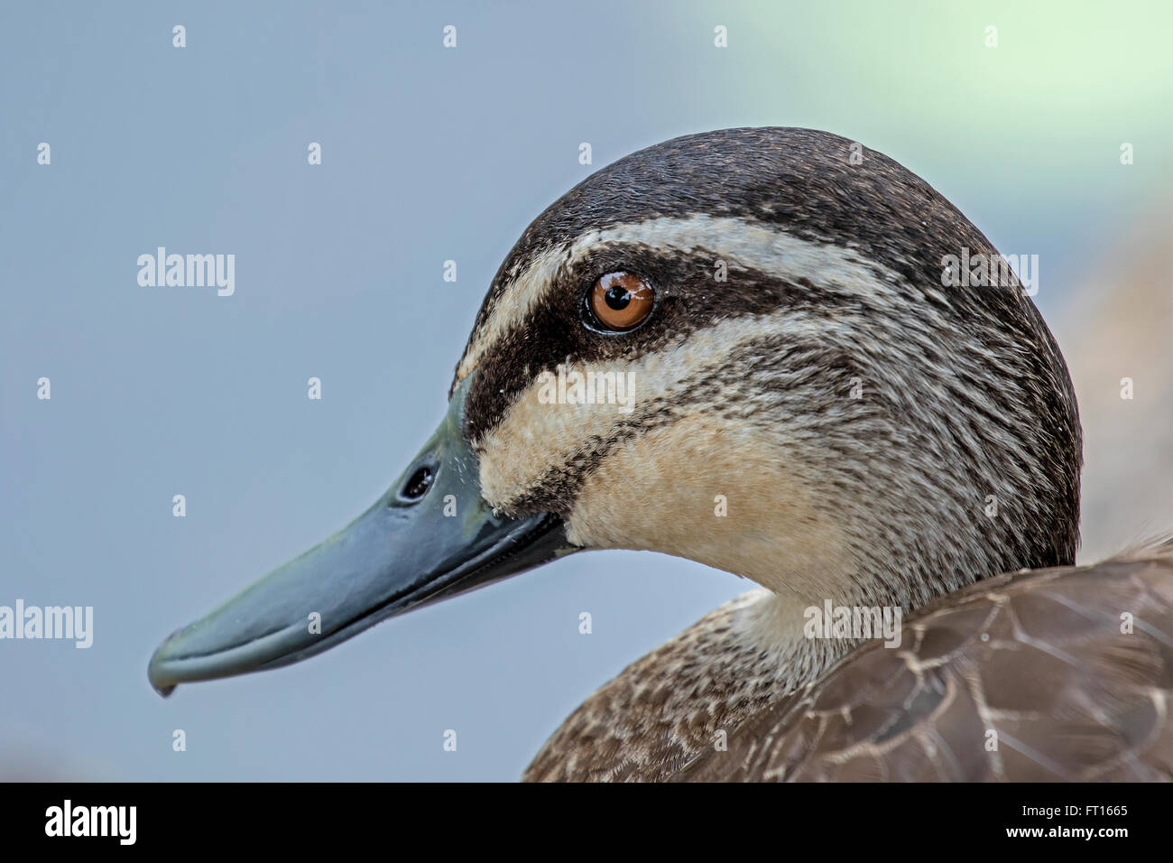 Australian black duck hires stock photography and images Alamy