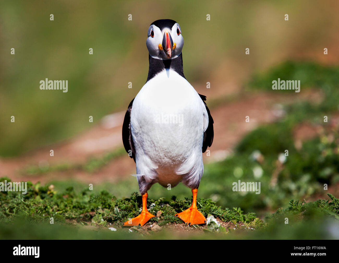 An Atlantic Puffin, Fratercula arctica, in breeding season plumage standing on a cliff top on Skomer Islands, Wales. The puffin is posing comically Stock Photo